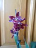 DSCN4261.JPG