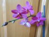 DSCN4254.JPG