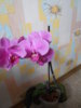 DSCN4220.JPG