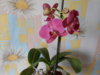 DSCN4224.JPG