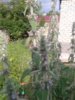 20150703_073740шалфей.jpg