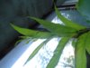 DSCN0506.JPG