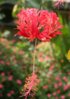 Hibiscus-in-the-KL-Hibiscus-Garden.jpg