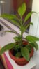 IMAG2396_BURST001.jpg