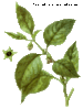 красавка.gif