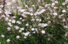 Gypsophila_repens_Rosenschleier_Schleierkraut.jpg