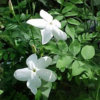 Jasminum-grandiflorum-de-Grasse.jpg