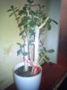 DSC00220.JPG