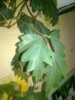 20150811-0001.jpeg