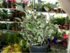 ficus_triangularis.JPG