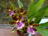 DSC00657.JPG