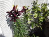 20150703_162524.jpg