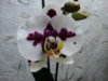 DSC00839.JPG