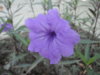 DSC05690.JPG