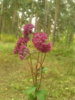 Неизвестное растение  20150904_142251.jpg