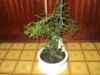 DSC01335.JPG