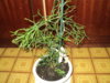 DSC01338.JPG
