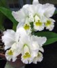 cattleya_doma1_trianae_var_alba.jpg