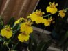 DSC00935.JPG