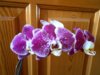 DSCN4615.JPG