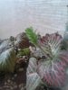 IMG_20150919_133530.jpg