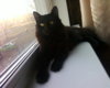 Кошка_00132.jpg