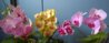 WP_20151004_10_12_22_Pro.jpg