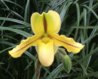 Paph. druryi x primulinum.JPG