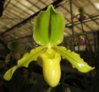 Paphiopedilum- Druid Spring-.JPG