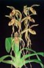 Paph. Kolosand (kolopakingii x sanderianum).JPG