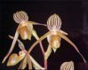 Paph. Maximillion Kolbe (Paph. St. Swithin x kolopakingii.JPG