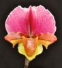 s-l500Paph King Charles 106.jpg
