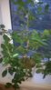 WP_20151006_005.jpg