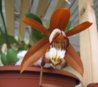 Coelogyne odoardii.jpg