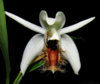 coelogyne_barbata2.jpg