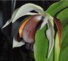 Coelogyne-usitana-DSC_2049.jpg