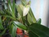 DSCN4796.JPG