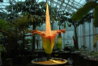 Amorphophallus_Titanum_TOP10.jpg