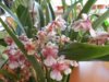 DSCN4938.JPG
