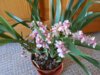DSCN4907.JPG