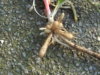 Ranunculus_ficaria_Roots[1].jpg