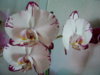 SA405330.JPG