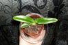 paph hangianum.JPG