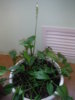 DSCF1257.JPG