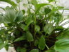 DSCF1258.JPG