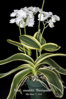 PHALAENOPSIS APHRODITE VAR FORMOSANA  вариегатный.jpg