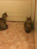 image.jpeg
