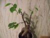 DSCF1564.JPG