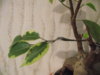 DSCF1565.JPG