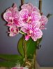 WP_20151122_07_42_37_Pro.jpg